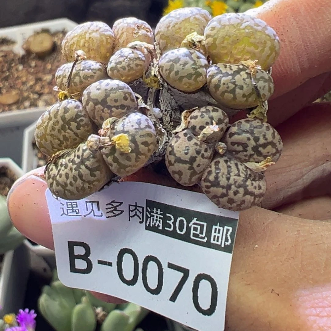 多肉植物111111111111