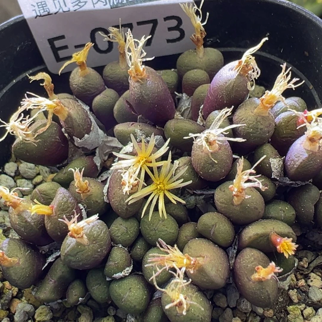 多肉植物111111111111111