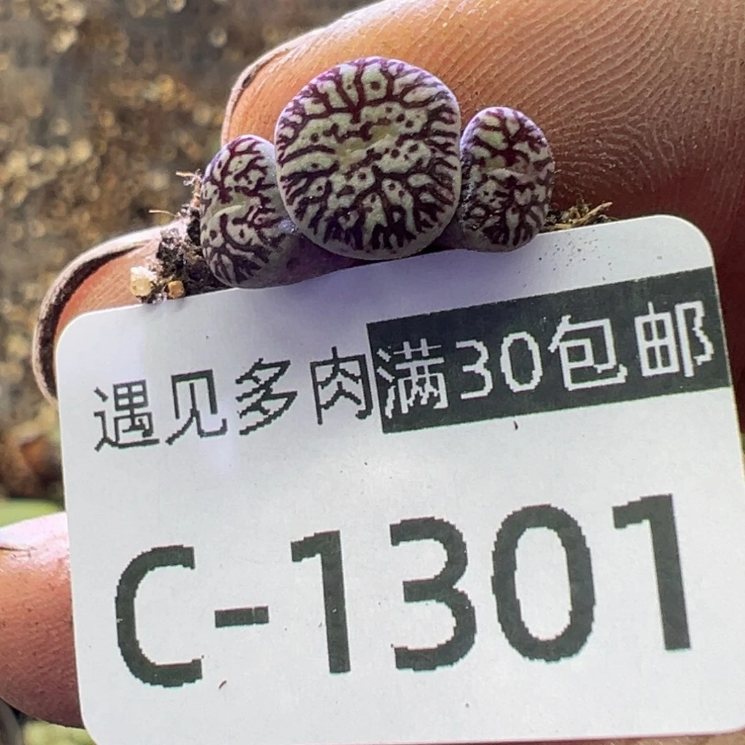 多肉植物1111111111111111