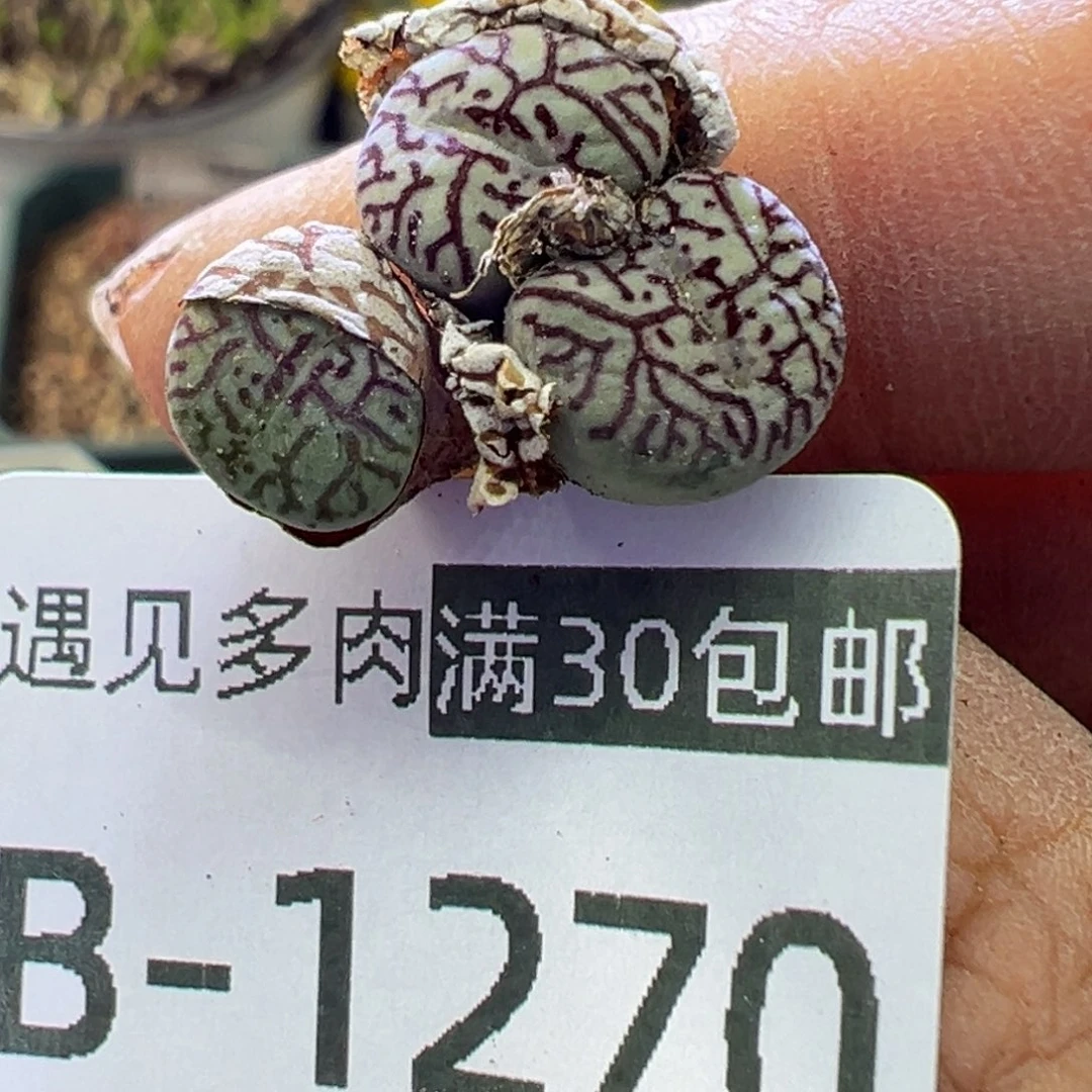 多肉植物111111111111