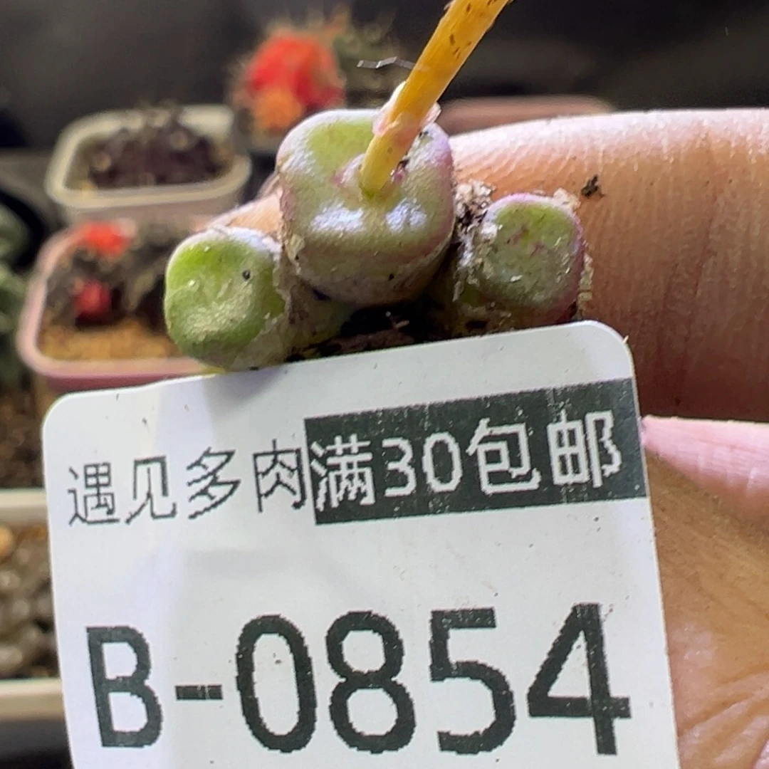 多肉植物111111111111