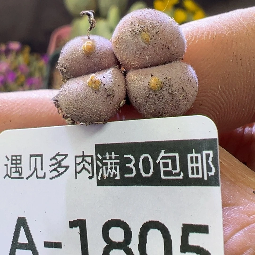 多肉植物111111111111111111