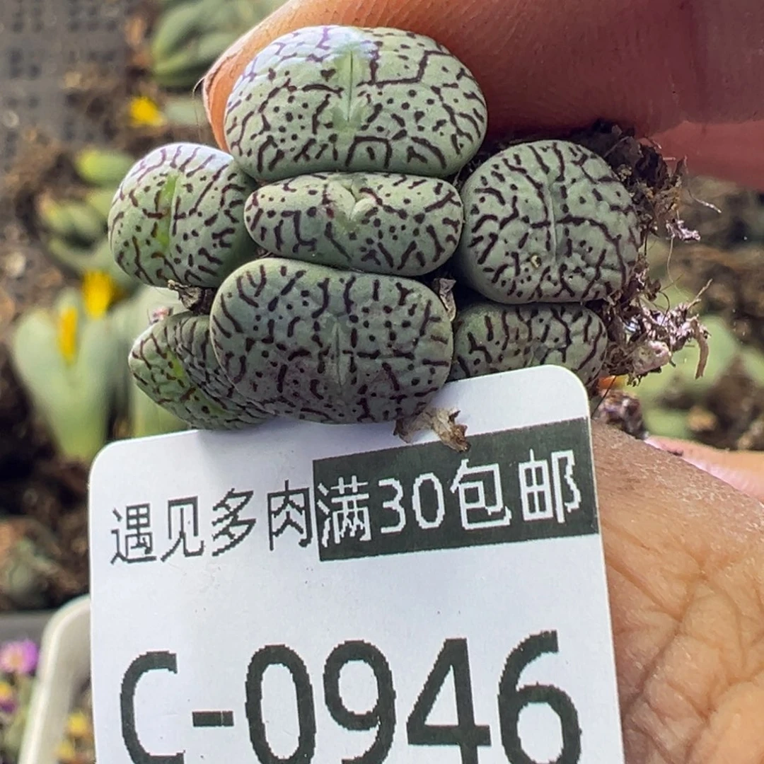 多肉植物11111111111111