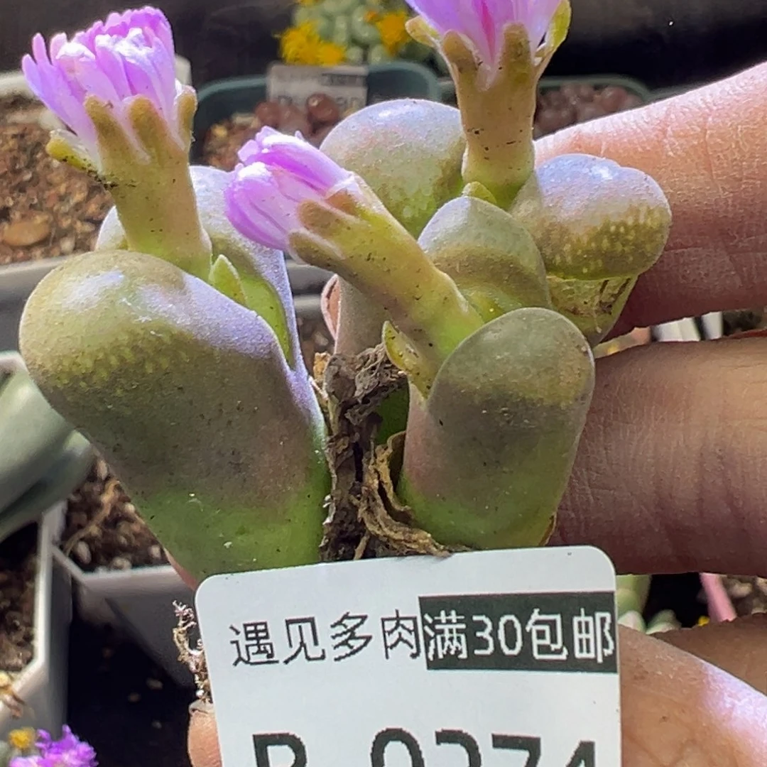 多肉植物111111111111111