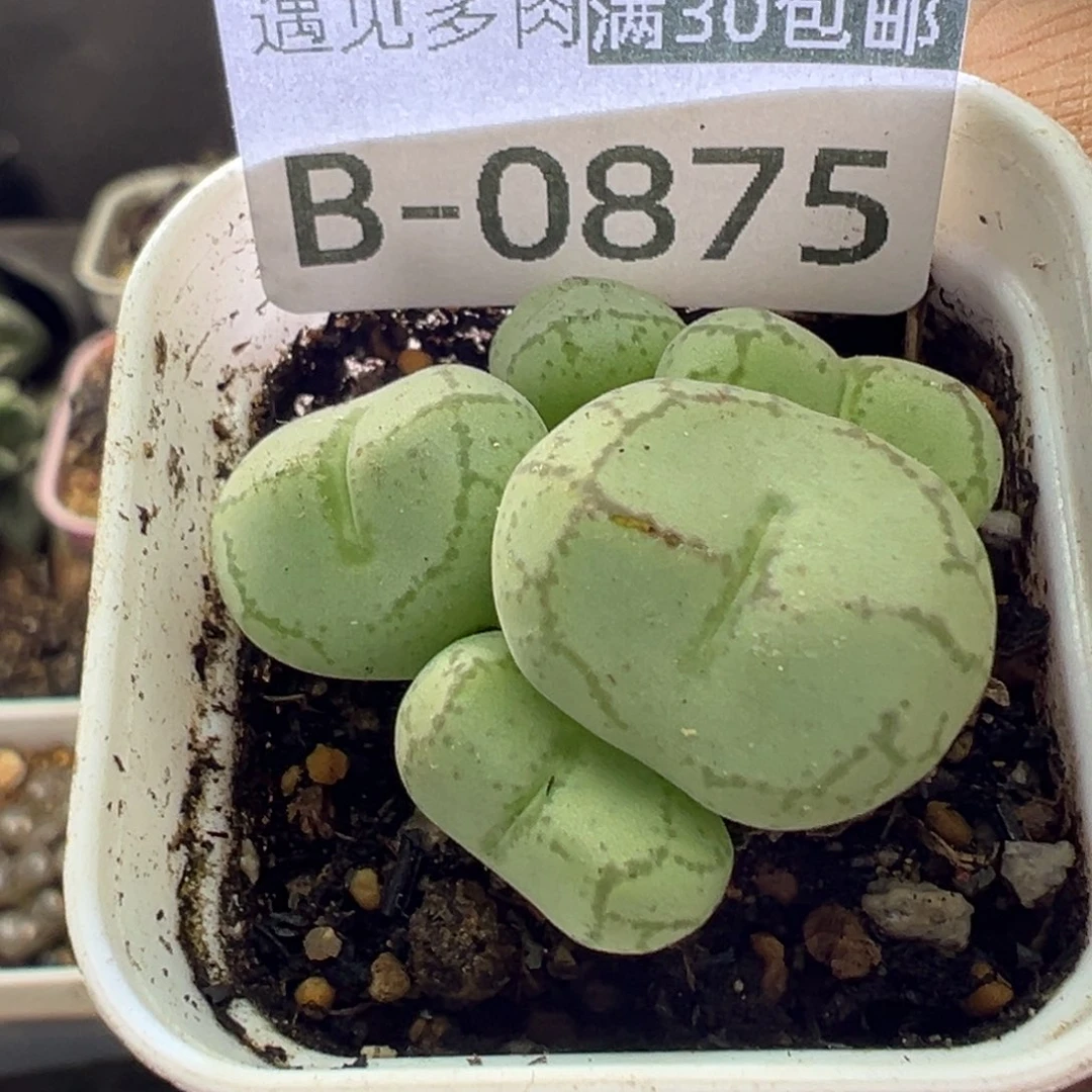 多肉植物111111111111