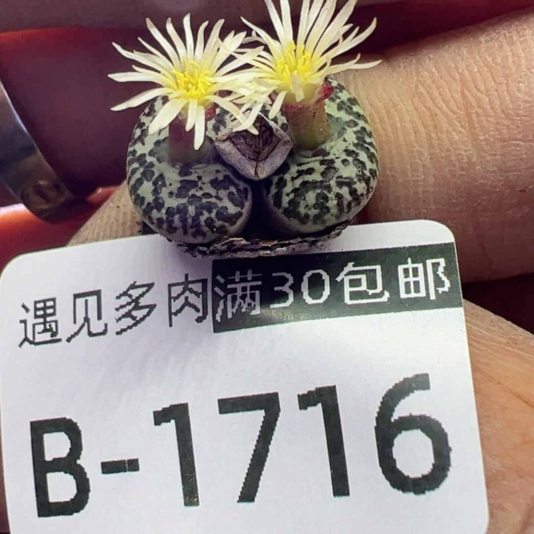 多肉植物11111111111111