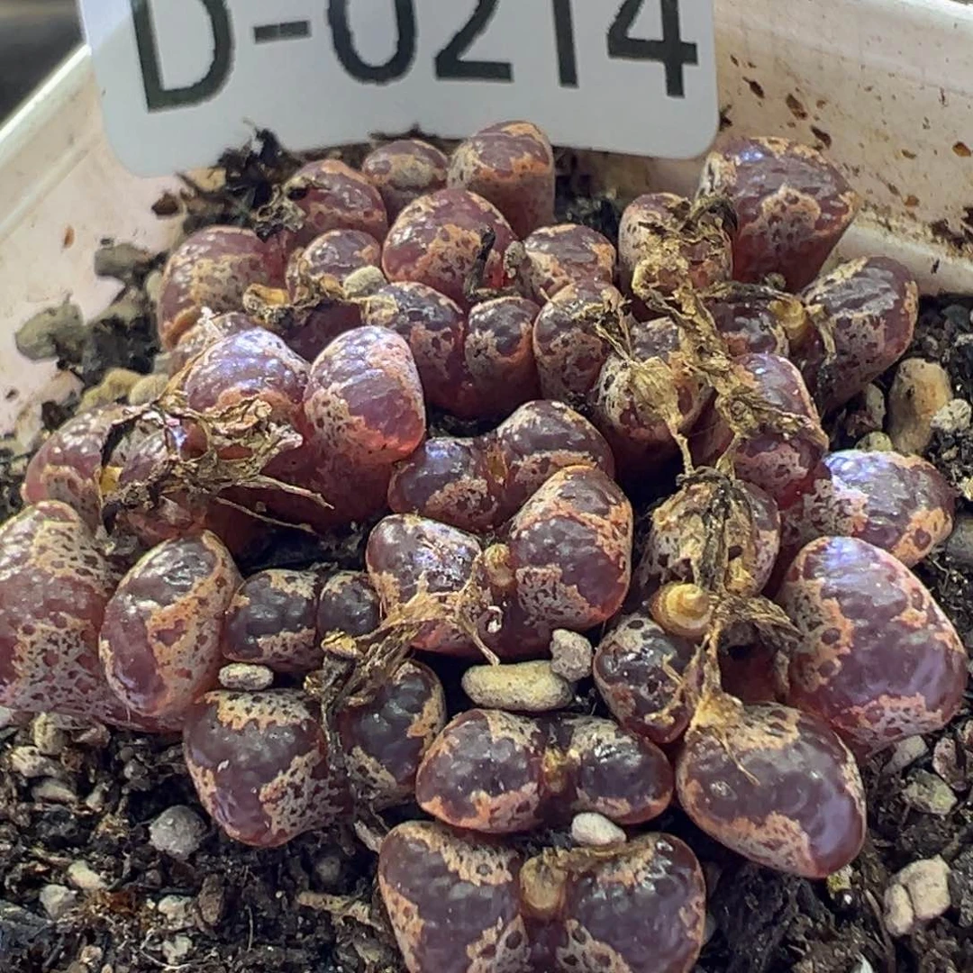 多肉植物111111111111