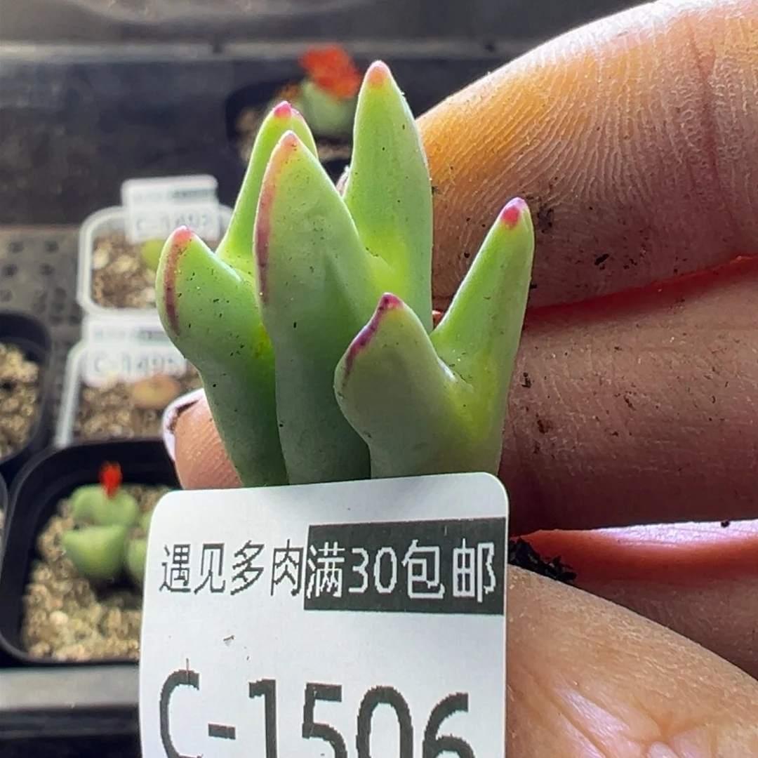 多肉植物1111111111111