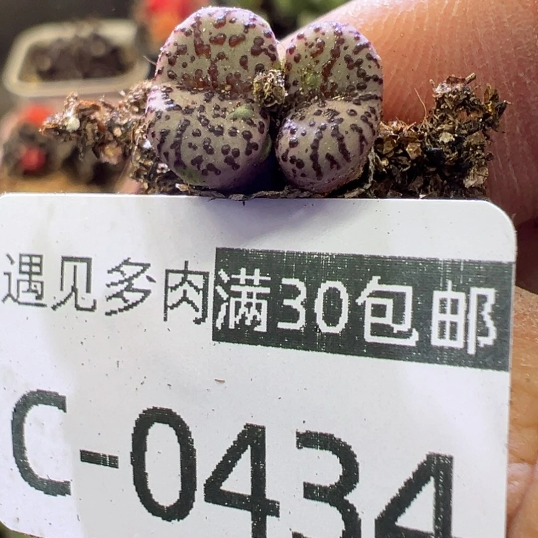 多肉植物11111111111111