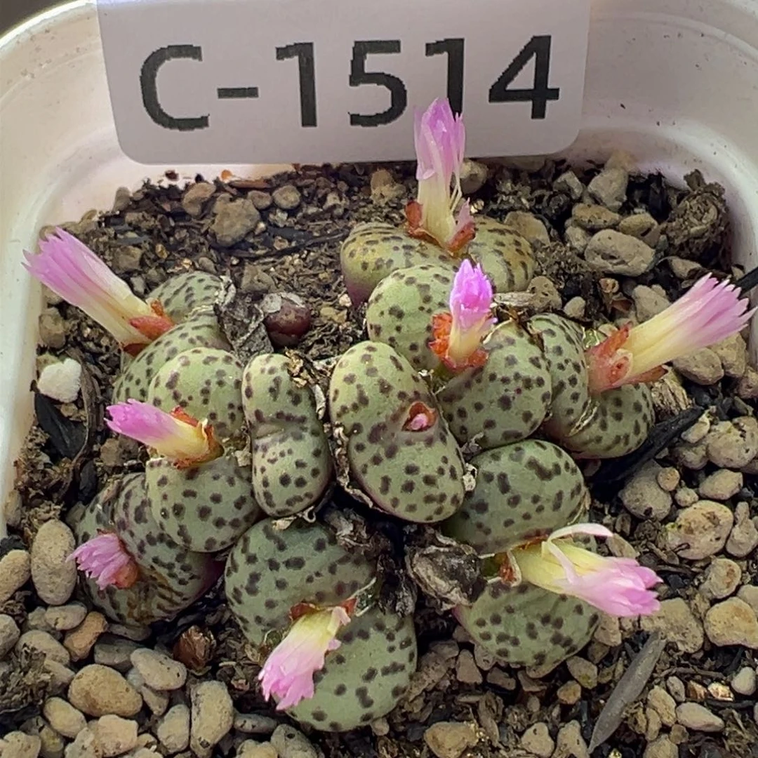 多肉植物1111111111111