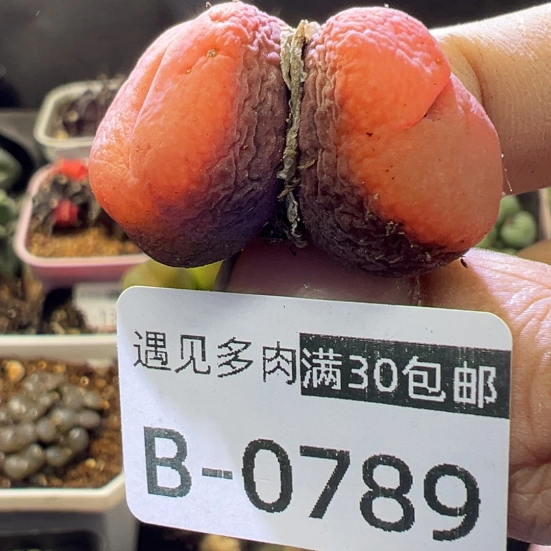 多肉植物11111111111111111