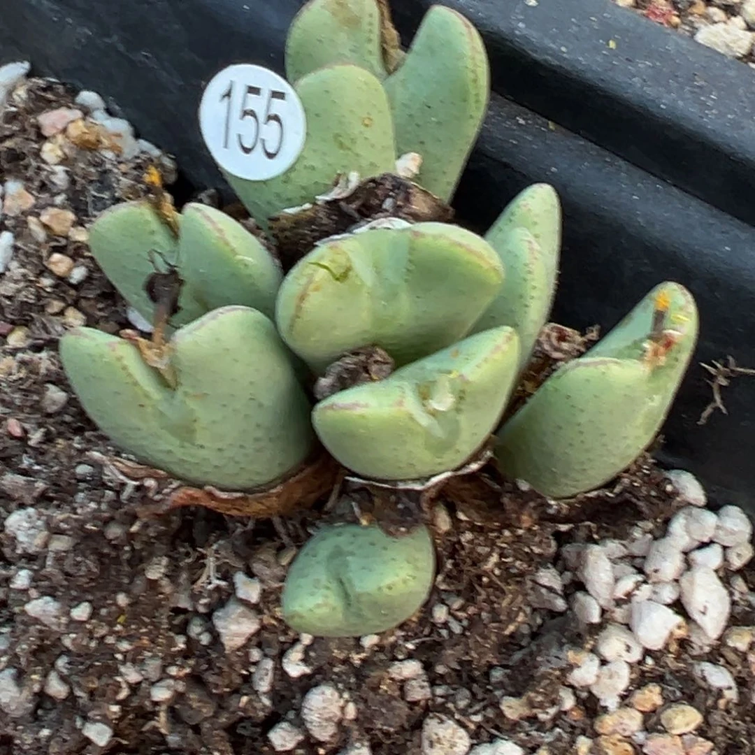 多肉植物11111111111