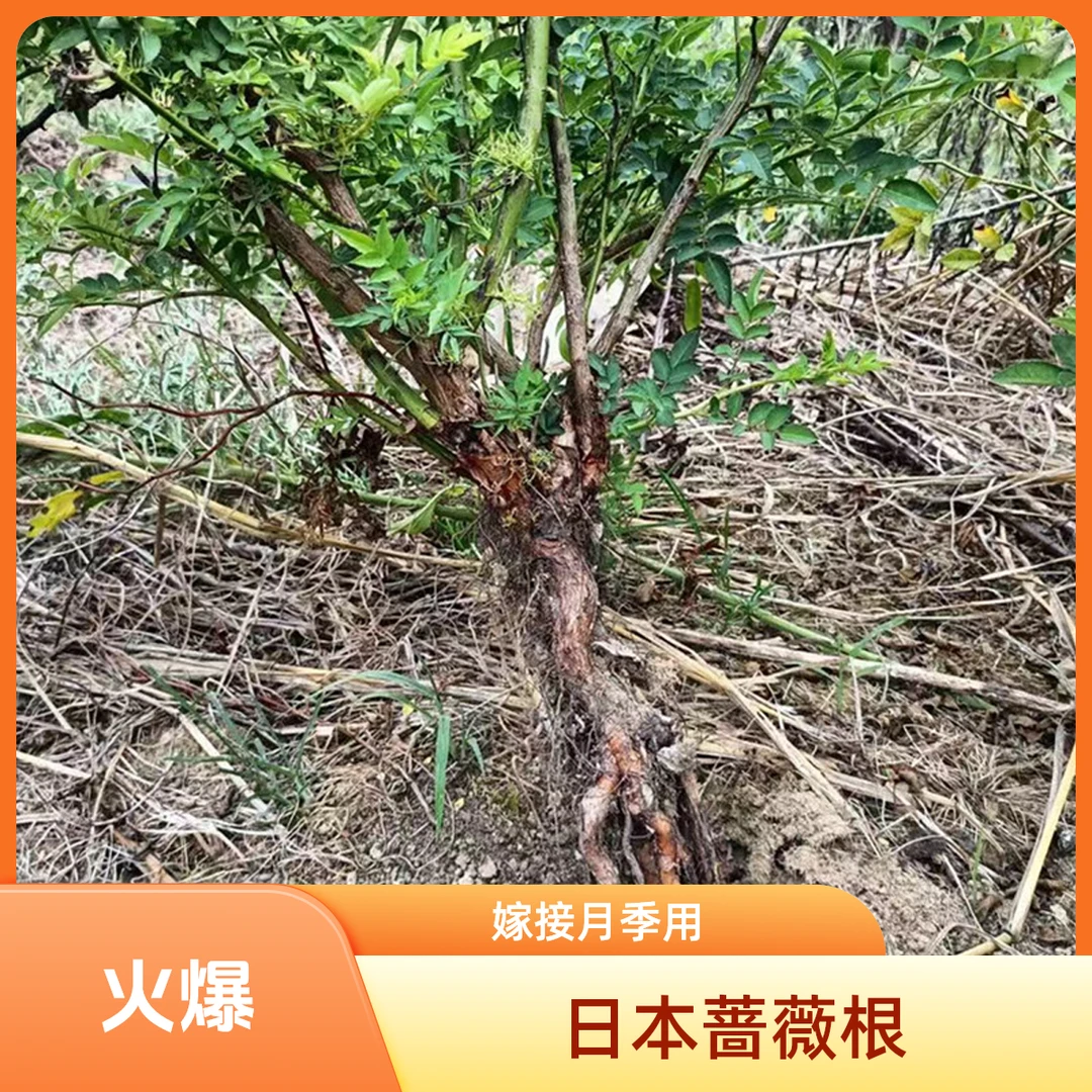 日本无刺蔷薇根   提根用于嫁接月季......