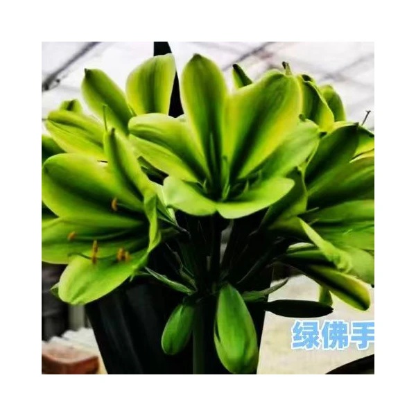 4号链接，绿花君子兰3-5叶
