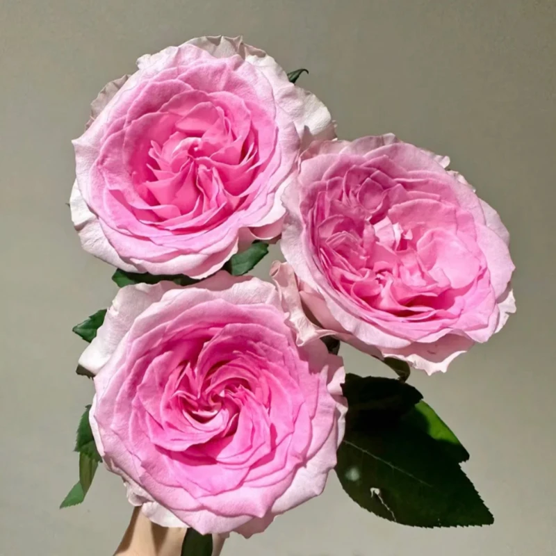 【高品质洛神玫瑰】（任意两单顺丰冷链/德邦空运）基地鲜切花