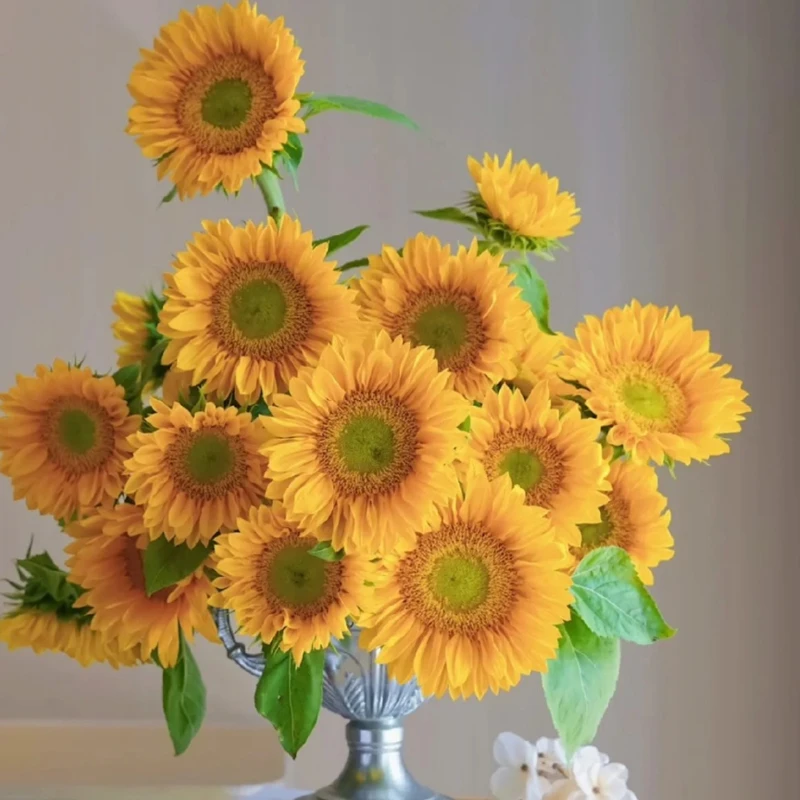 绿心向日葵云南鲜切花材接待前台办公家用插花