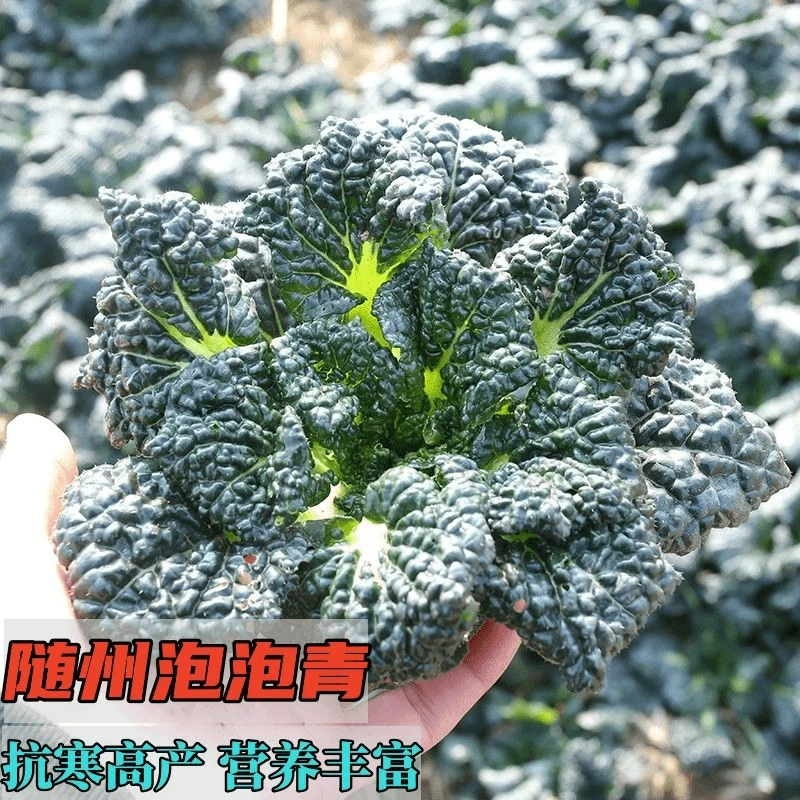 【全店满5包后包邮 】耐寒高产随州泡泡青种子皱叶黑白菜乌塌菜