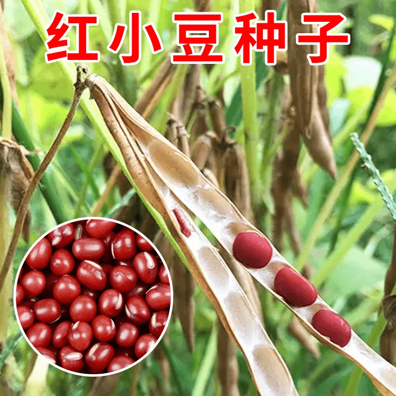 优质东北红小豆种子早熟赤小豆杂粮种籽春夏播种农