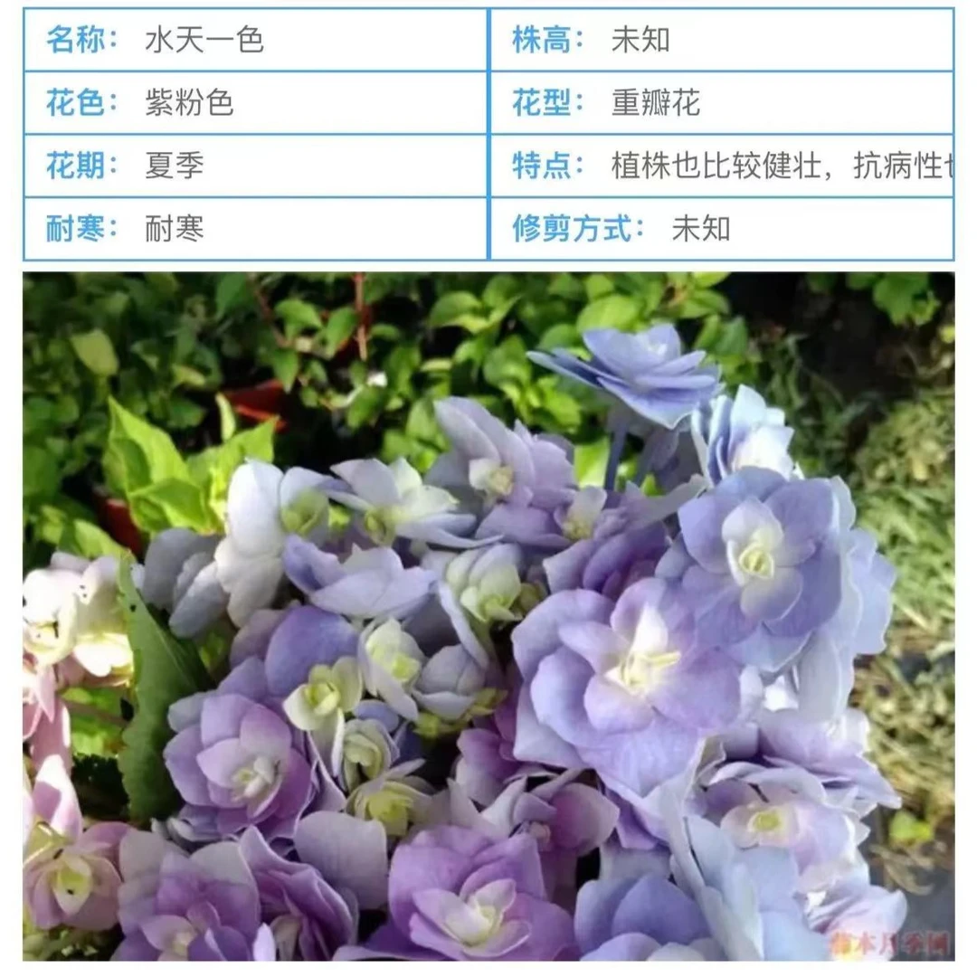 2加仑水天一色(起初)大花绣球阳台庭院露台花园推荐地栽盆栽