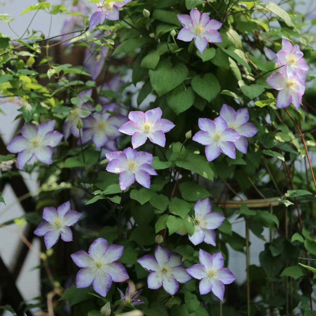 铁线莲 幸运符 阳台庭院爬藤丰花植物