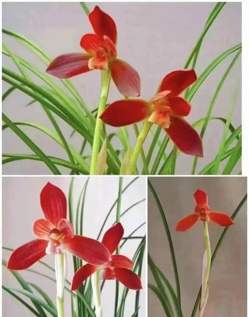 兰花苗直播间《室内绿植花卉盆载》春兰建兰墨兰寒兰莲瓣兰选苗