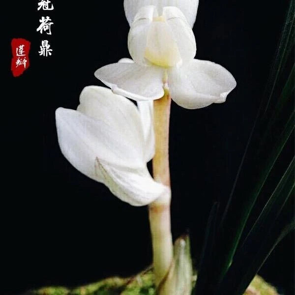名品兰花苗盆栽莲瓣兰原生老种素冠荷鼎浓香正格荷瓣矮种高端铭品