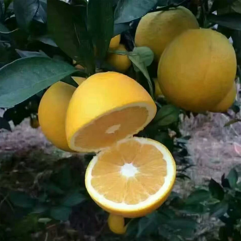 江西脐橙赣南脐橙安远脐橙新鲜水果橘子现采摘现发货