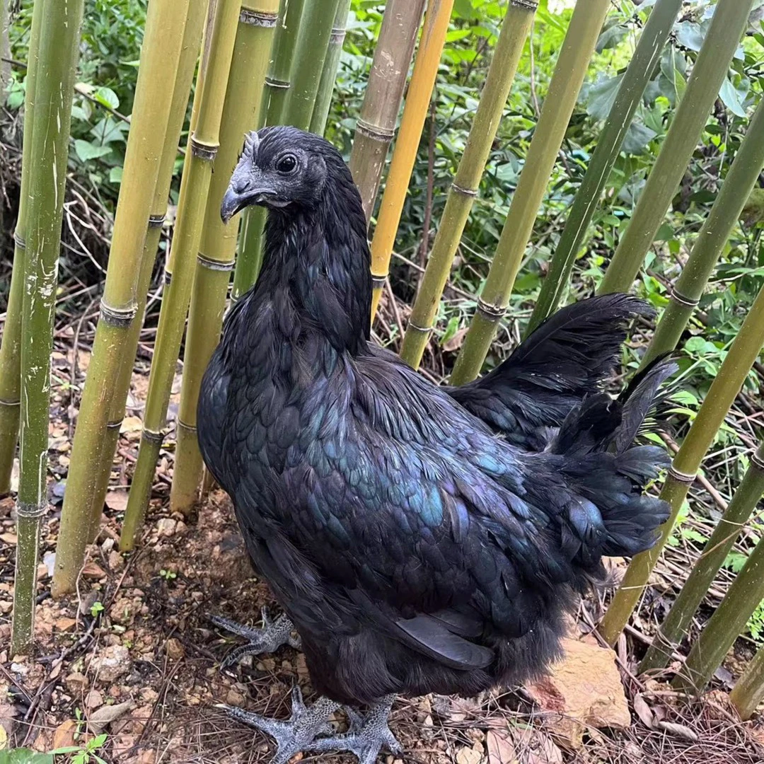 （一物一拍）盐津乌骨鸡直播间改价