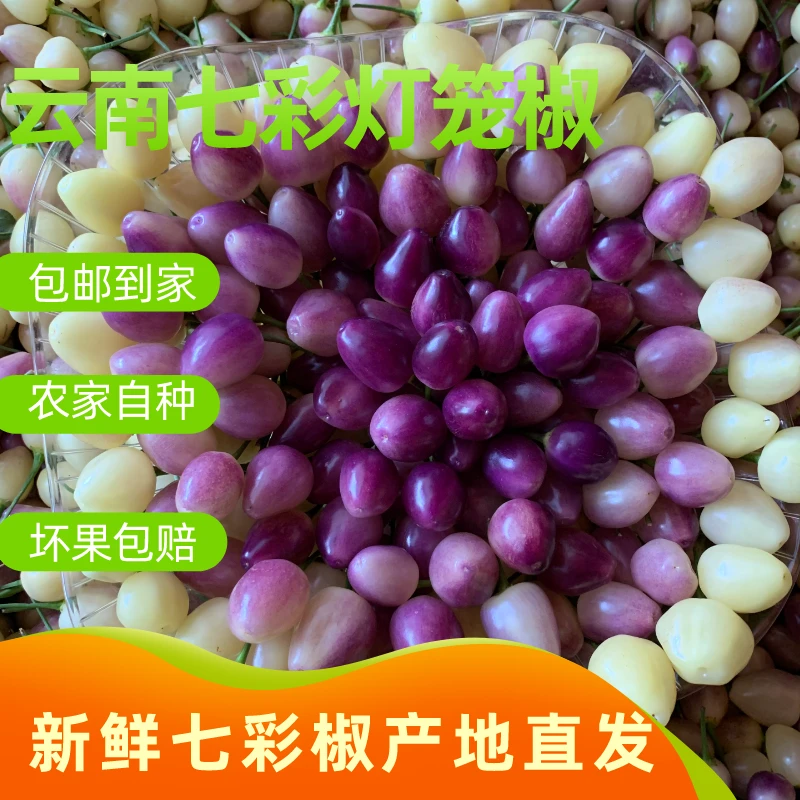【新鲜七彩椒】云南七彩辣椒灯笼椒新鲜辣椒七彩泡椒小米辣新鲜包邮