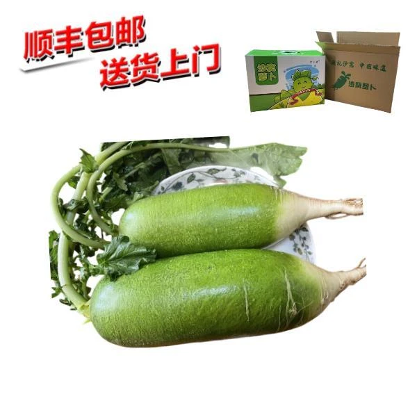 天星02天津沙窝水果萝卜净含量5斤顺丰包邮