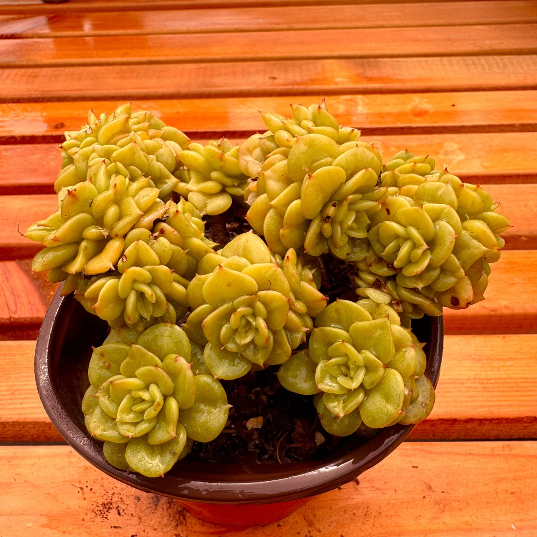 y多肉植物蜡牡丹新品容易养活