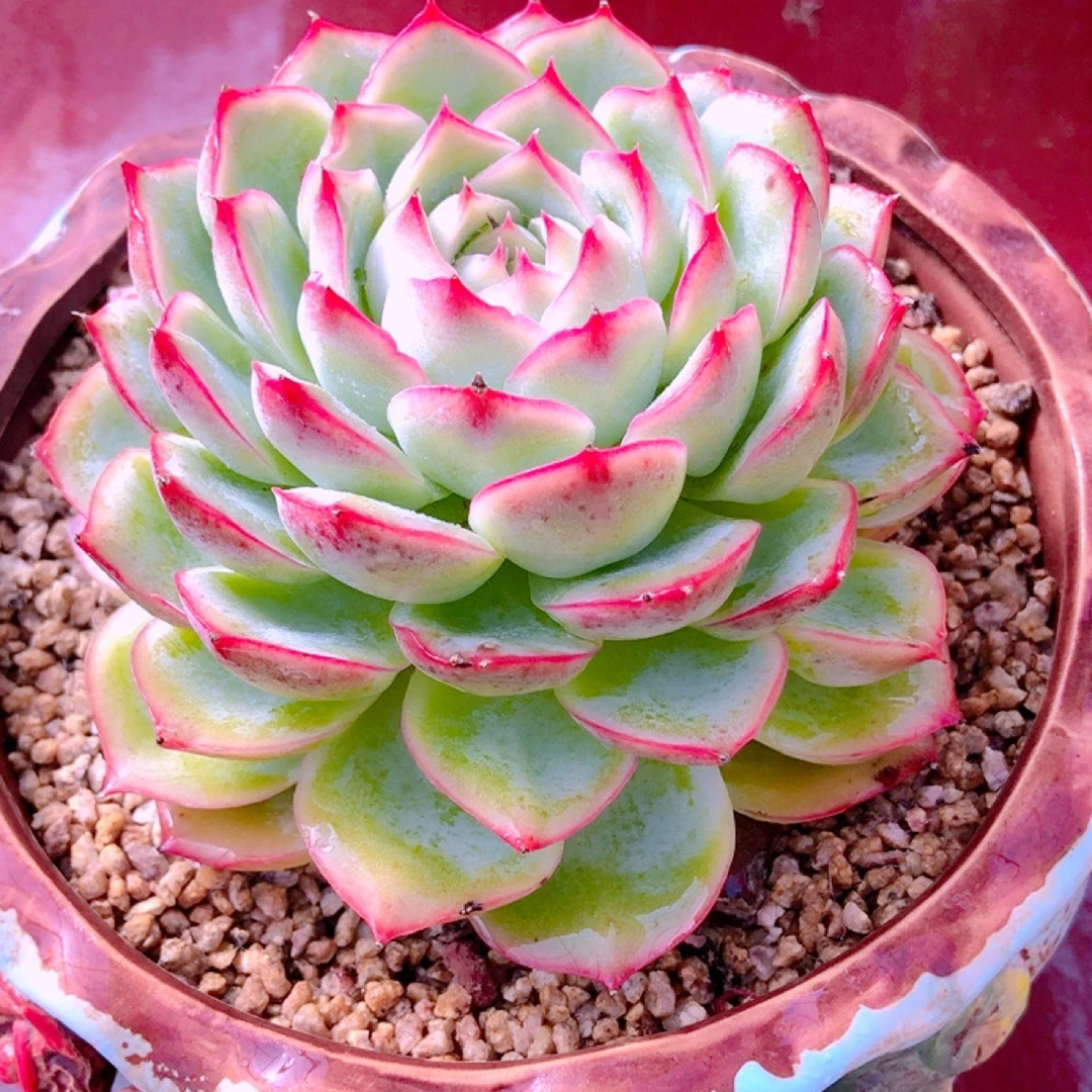 y多肉植物侧影新品容易养活