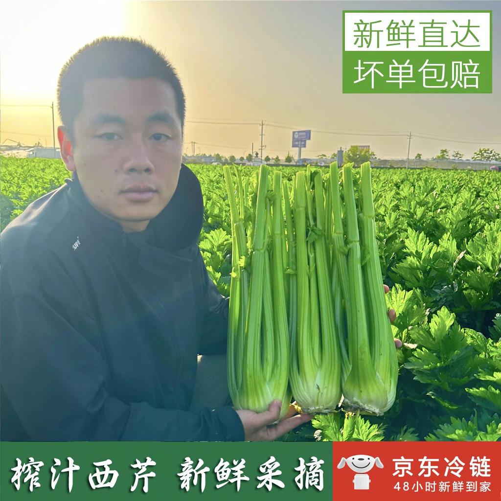 [绿色蔬菜]新鲜采摘认证水果西芹农家土肥料种植鲜嫩蔬菜清脆爽口