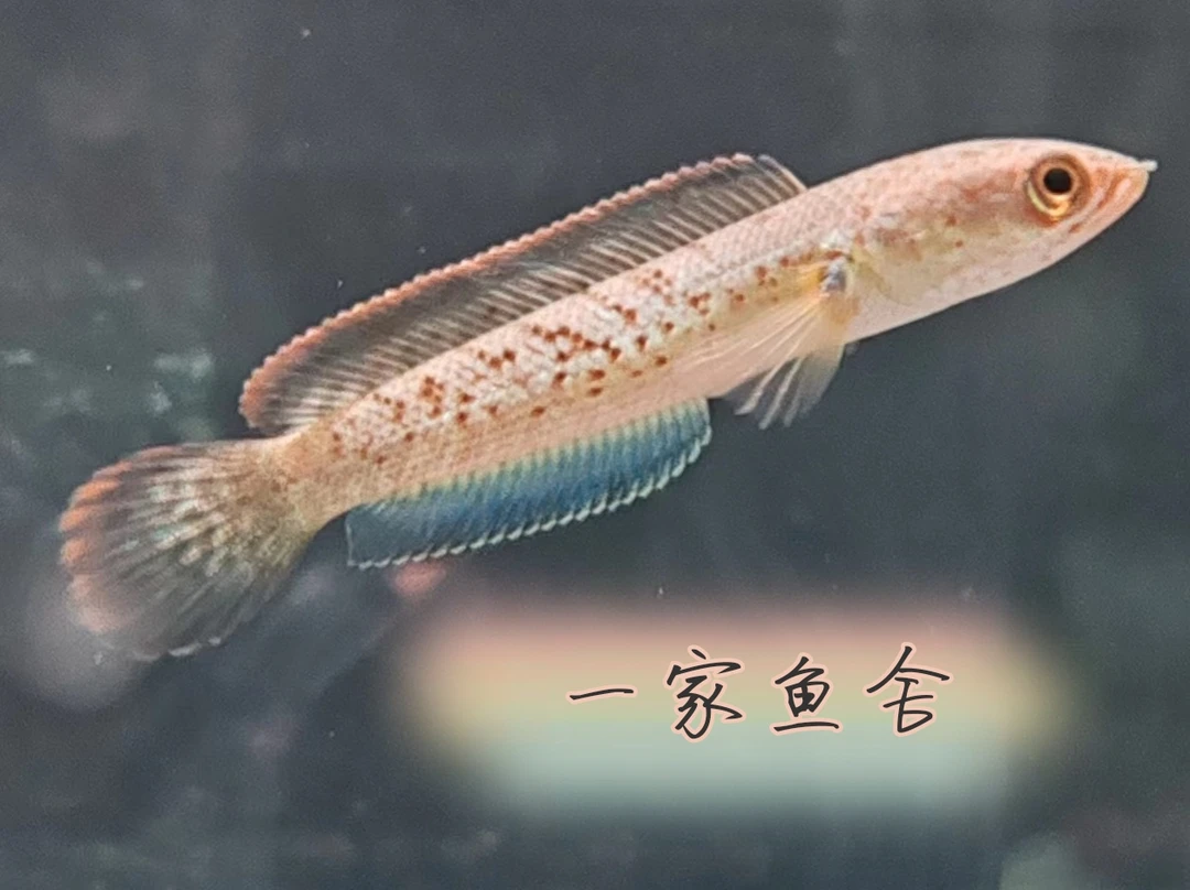 雷龙鱼 蓝宝石鬼王雷龙苗红边小鬼王