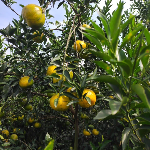《当季茶坑鲜果》2024年新会茶坑圈枝二红鲜果自家果园直发顺丰包邮