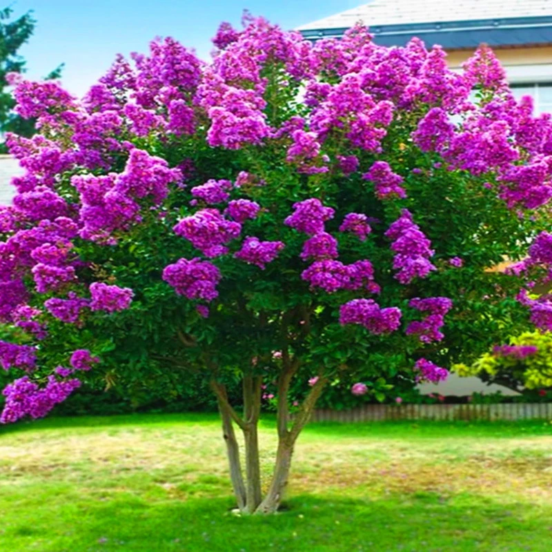 丁香花树苗盆栽盆栽别墅风景树浓香四季花卉耐寒植物欧洲丁香花苗