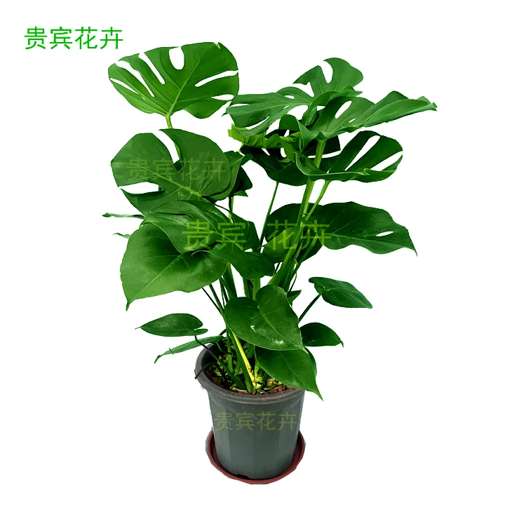 龟背竹老桩盆栽室内四季常青花卉好养客厅大绿植物吸甲醛净化空气