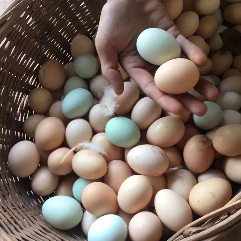 正宗湖北天门农村散养农家新鲜土鸡蛋老人宝宝放心聪明蛋