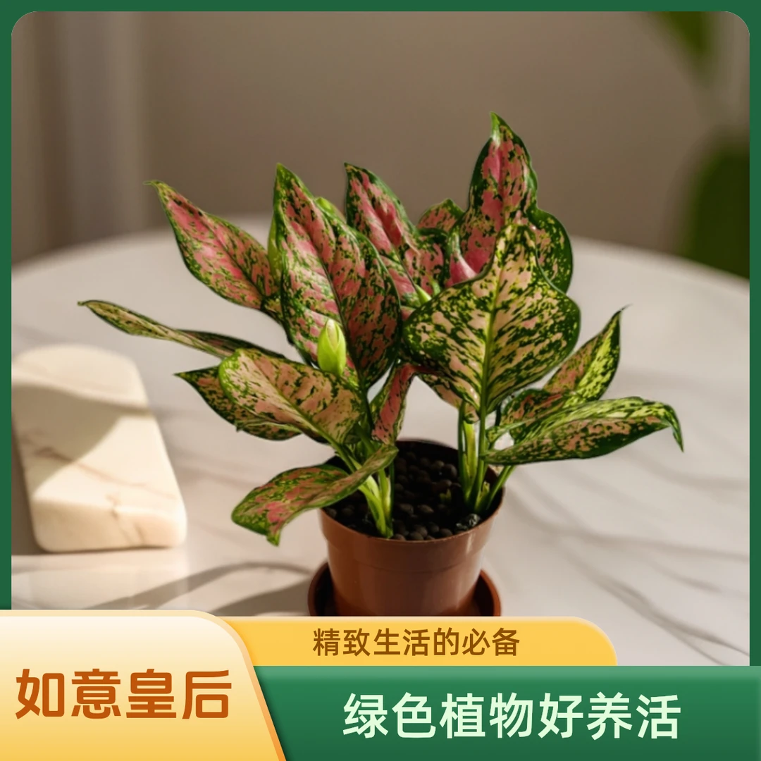 如意皇后三株盆栽吉利红绿色净化空气观叶绿植基地直销养活