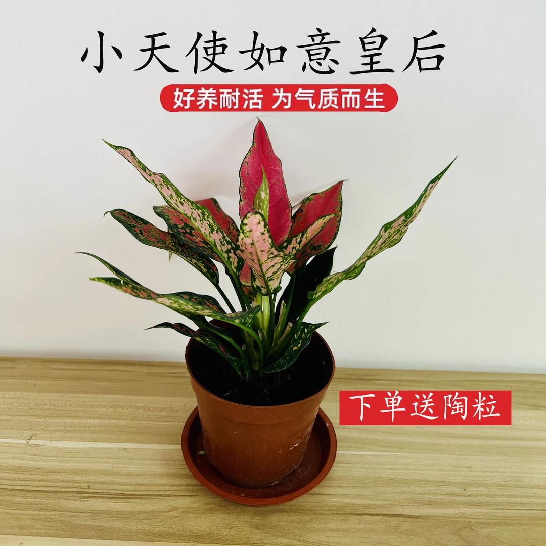小天使如意皇后盆栽室内客厅观叶绿植小清新花卉蔓绿绒春羽除甲醛