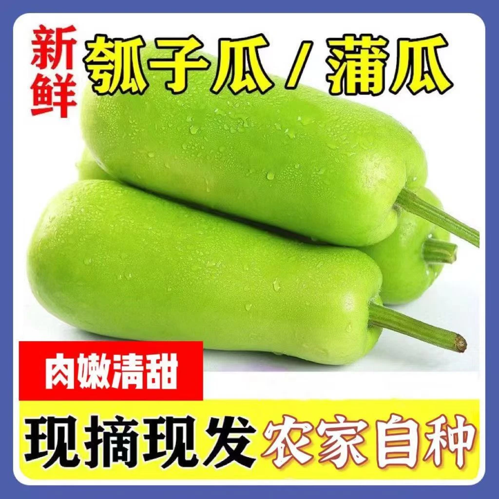瓠子瓠瓜农家自种好吃瓜时令新鲜蔬菜现摘鲜嫩蒲瓜夜开花非西葫芦