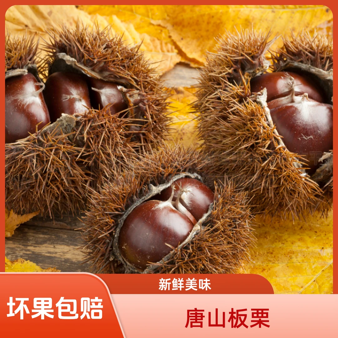 唐山迁西板栗2025栗子新下树《坏果包赔》农户直发油板栗新鲜正宗