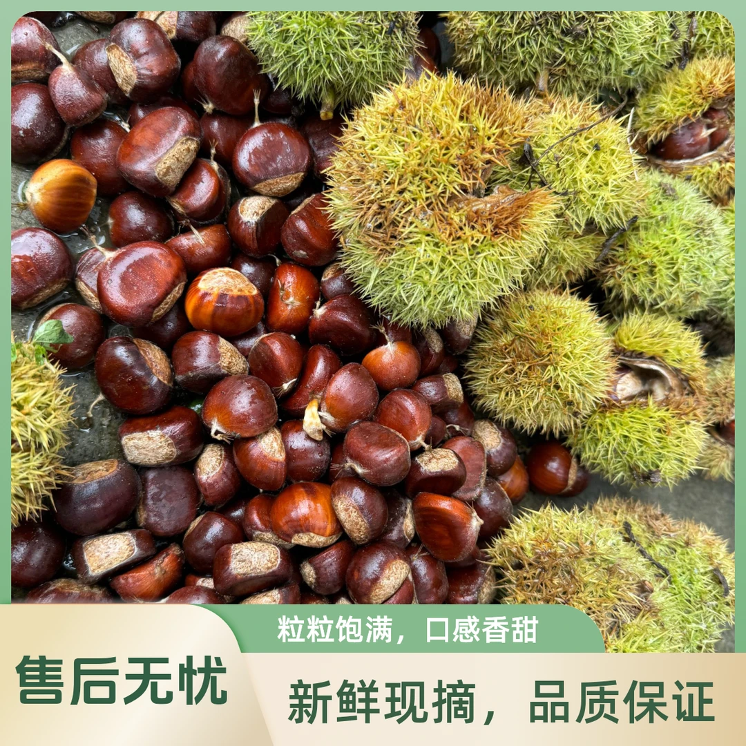 2024新品唐山迁西板栗（农户直接发货）（坏果包赔）