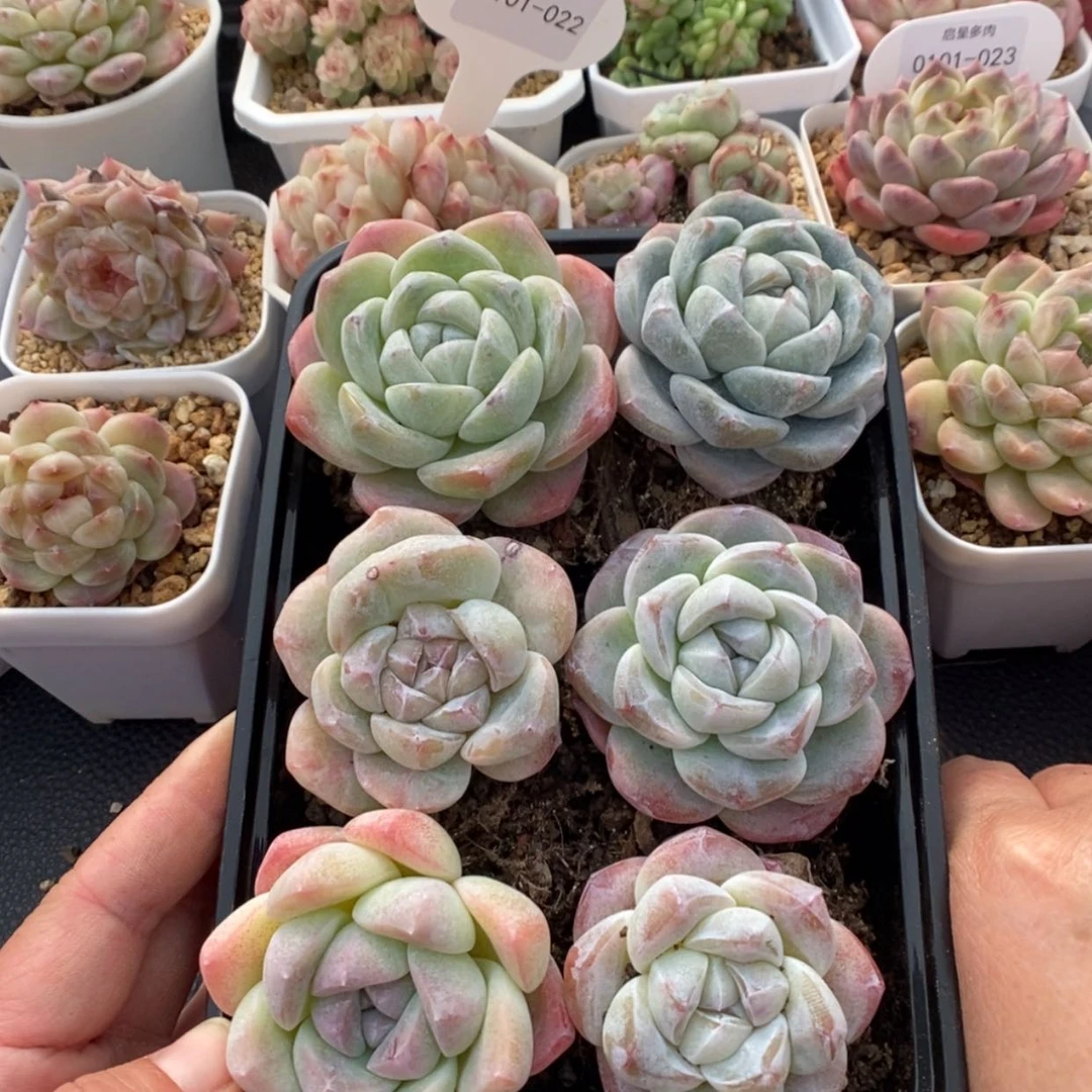 【闪购商品】0101-063