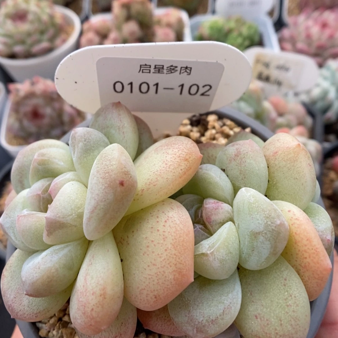 【闪购商品】0101-102