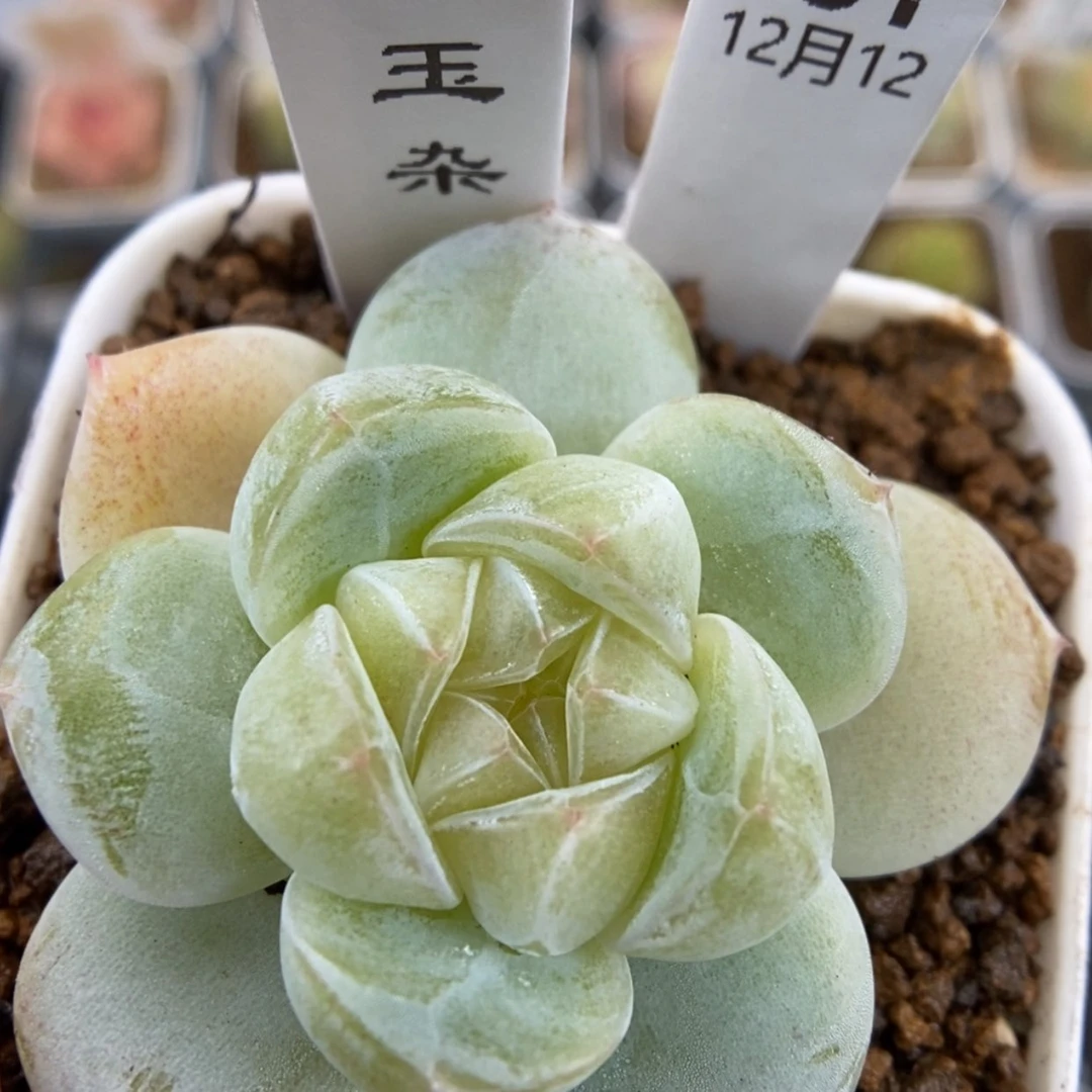 【闪购商品】1212-51