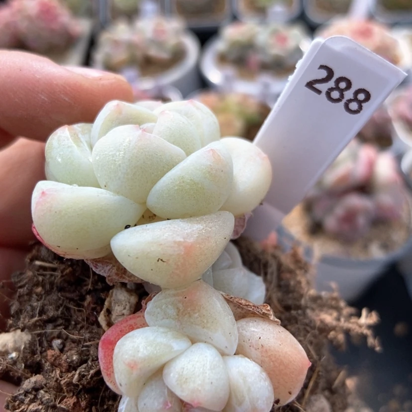 【闪购商品】0106-288