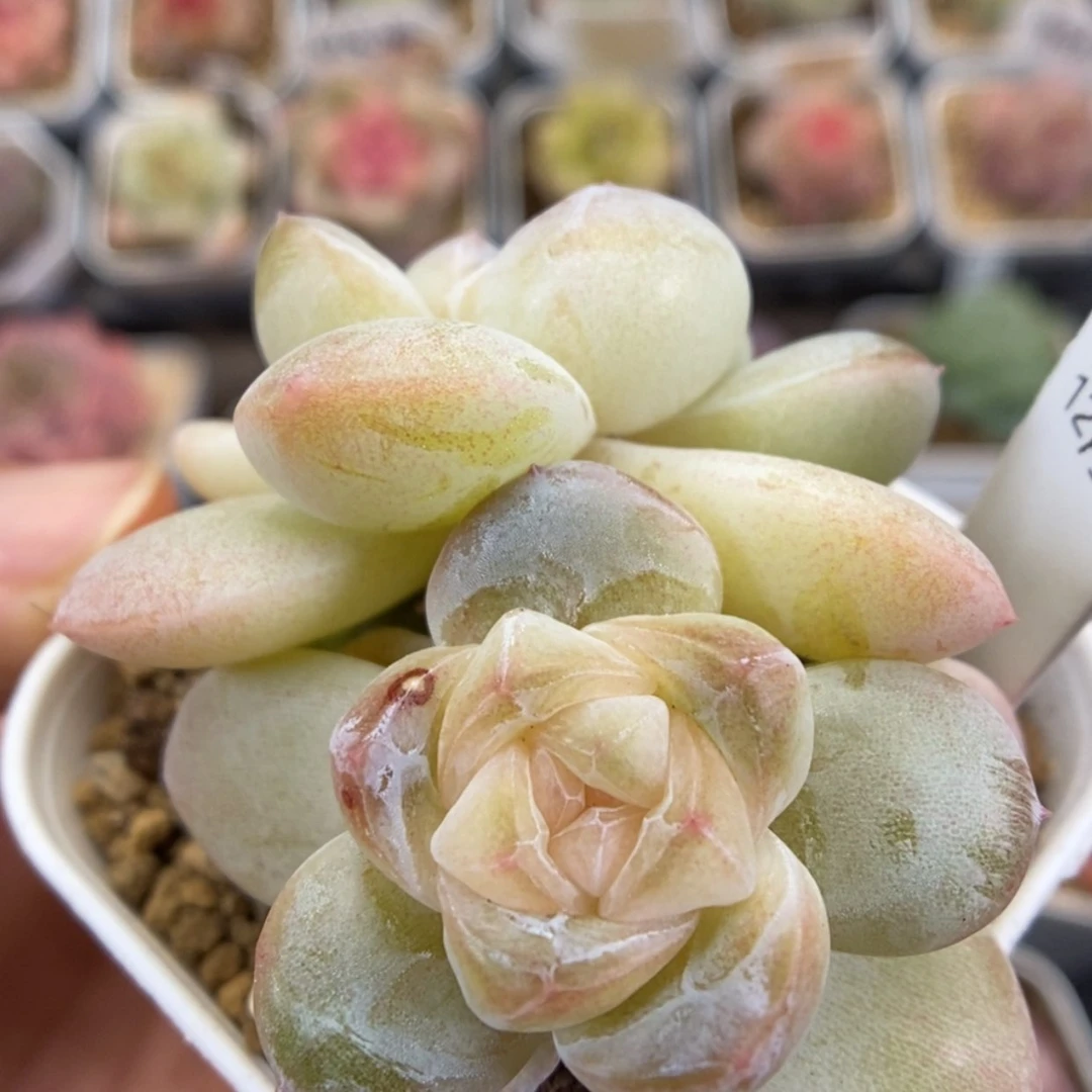 【闪购商品】1220-148