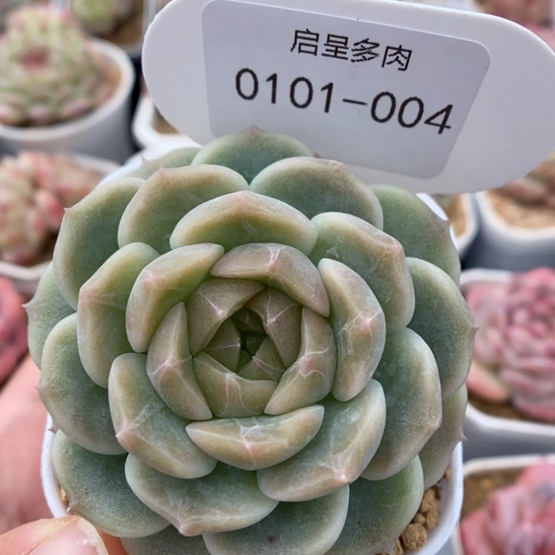 【闪购商品】浮*0101-004