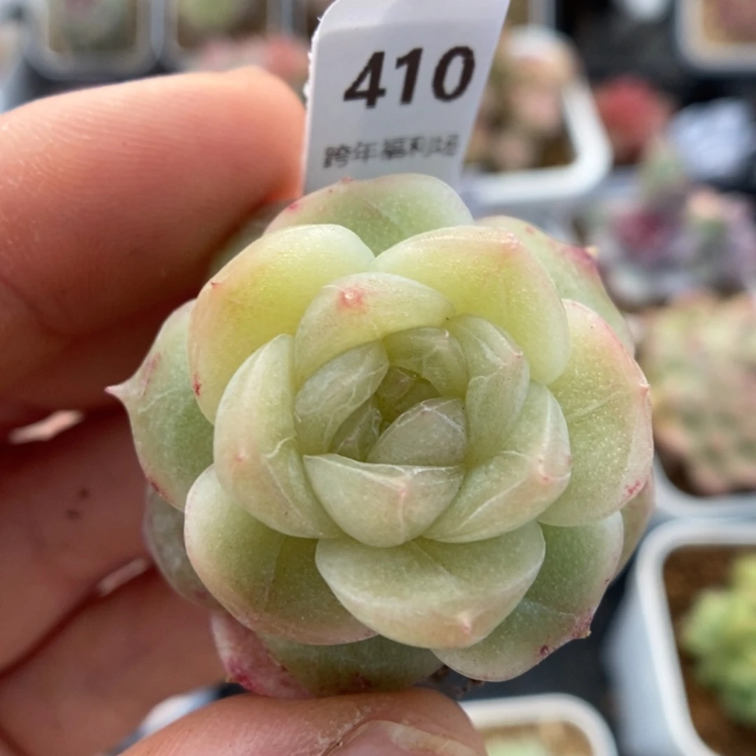【闪购商品】我**天1231-410